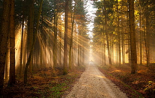 view of road in the middle of forest during sunrise HD wallpaper