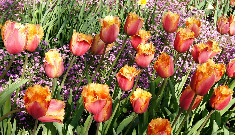 red-and-yellow Tulip flowers during daytime HD wallpaper