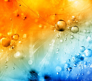 orange and blue bubbles in macro lens photo HD wallpaper