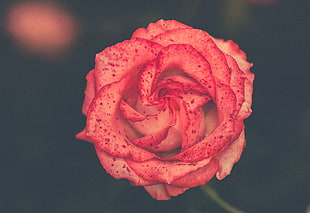 pink rose flower, Flower, Rose, Bud