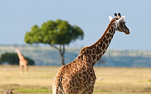 shallow focus photography of Giraffe during daytime