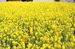 yellow flowers field HD wallpaper