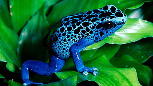 close photo of blue and black frog on green leafy plant during daytime