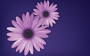 two purple flowers, flowers, purple, vector, digital art