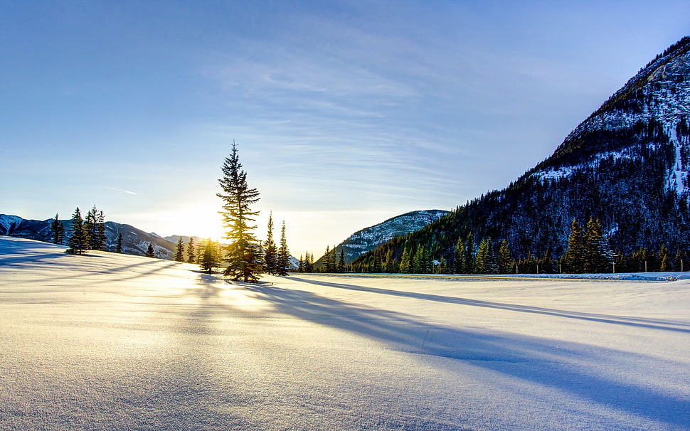 green pine trees, sunset, sunlight, landscape, nature HD wallpaper
