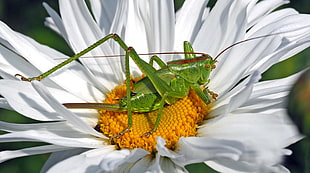 macro photograph of green field cricket top of daisy