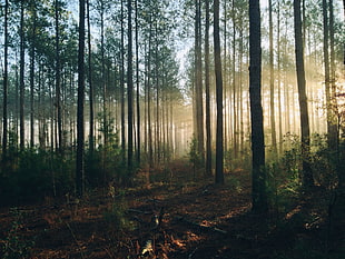 tall trees in forest during daytime