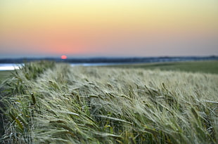 green grass field, wheat, dumbleyung, western australia