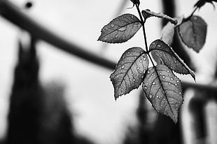 photo of grayscale leaf tree HD wallpaper