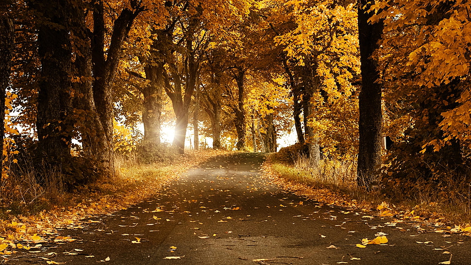 portrait of yellow leaf trees HD wallpaper