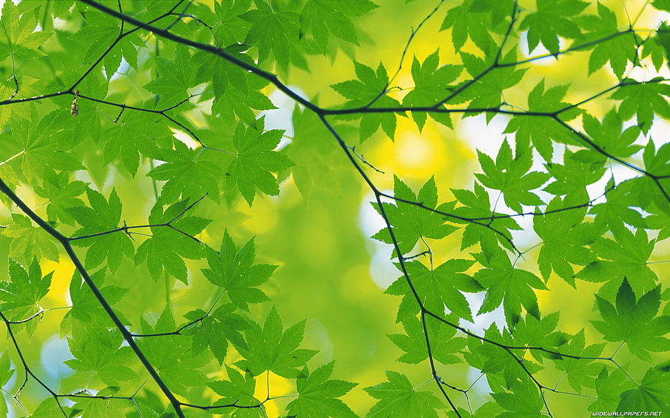 selective focus photography of green maple leaf HD wallpaper