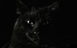short furred black cat, animals, cat, black cats