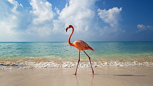 flamingo HD wallpaper