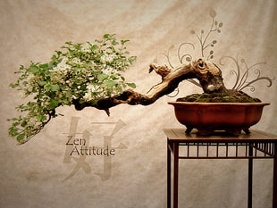 bonsai plant, plants HD wallpaper