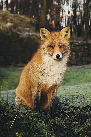 sitting red fox HD wallpaper