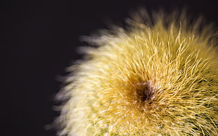 yellow petaled flower in macro shot photography