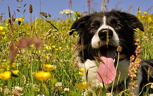 black and white border collie stands on yellow flower field