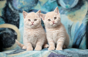 orange tabby kittens HD wallpaper