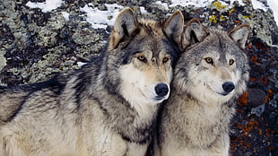 two adult black-and-brown Siberian huskies, wolf