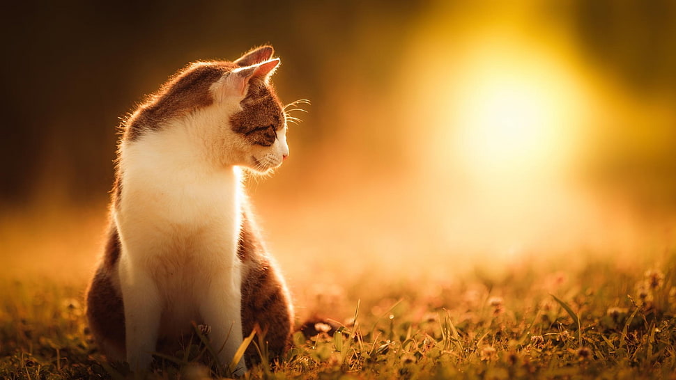 short-fur white and orange cat, cat, sunlight, animals, grass HD wallpaper