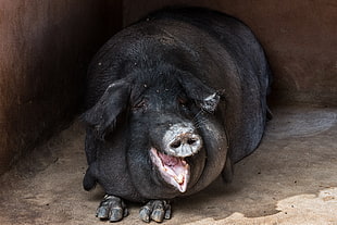 black hog, Pig, Fat, Muzzle