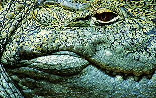 Alligator close-up photography