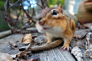 close up photography of brown rodent