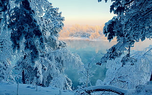 photo of trees during winter season