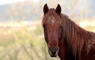 brown short coated horse during daytime