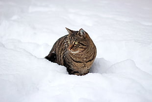 gray tabby cat, Cat, Snow, Winter