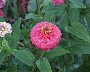selective focus photography of pink zinnia flower