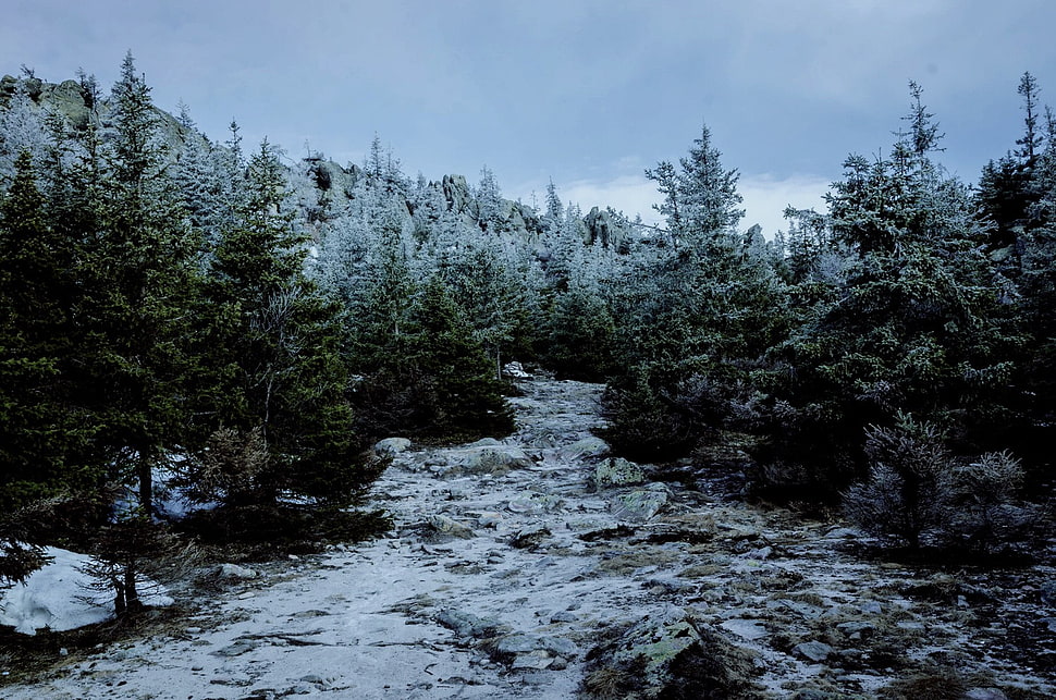 pine trees, winter, forest HD wallpaper