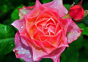 closeup photography of pink rose with water dew