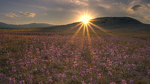 bed of purple flowers during sunrise
