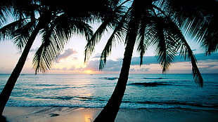 coconut trees, photography, palm trees, beach, sea