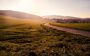 brown road at the middle of green grass field during golden hour HD wallpaper