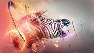 zebra animal photo illustration