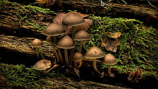 brown mushroom lot, nature, mushroom, wood HD wallpaper
