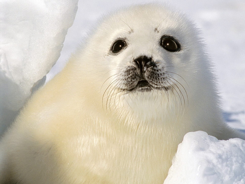 white seal closeup photography HD wallpaper