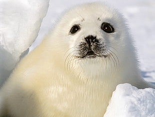 white seal closeup photography
