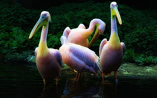 four long-beak pink birds on lake