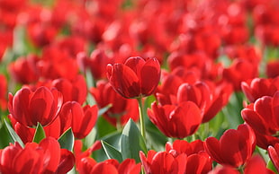 bed of red tulips, nature, flowers, tulips, red flowers