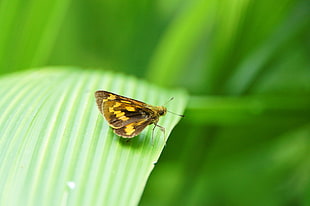 selective focus photography of yellow and brown insect
