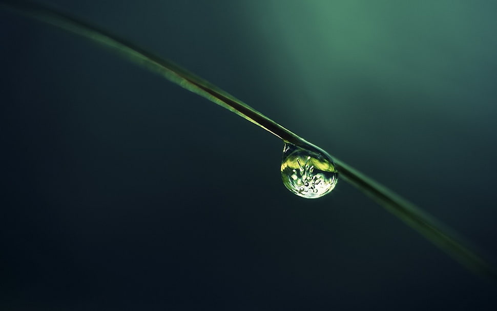 selective photography of water dew on leaf HD wallpaper
