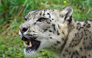 selective focus photography of mammal animal