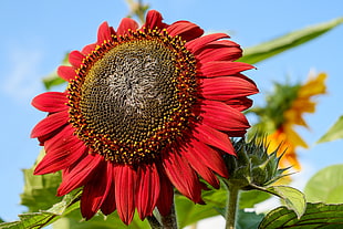 red sunflower, Sunflower, Flower, Petals