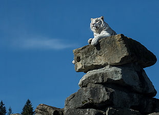 snow tiger on top of gray rock