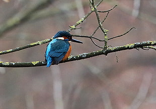 blue and brown bird on gray tree logs