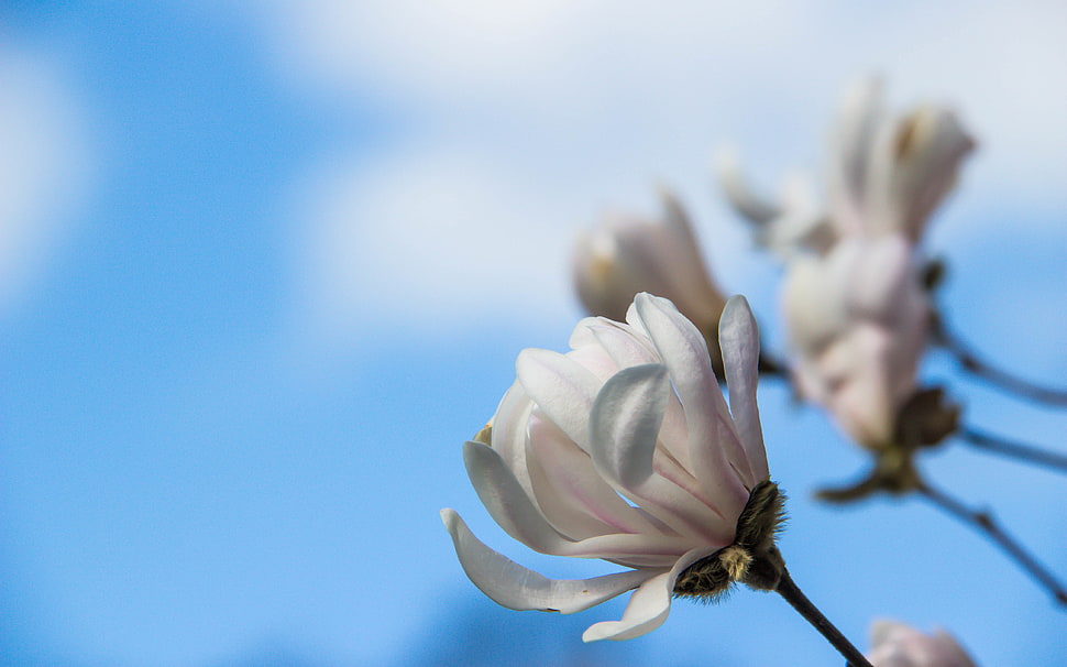 selective focus photo of white Magnolia flower HD wallpaper
