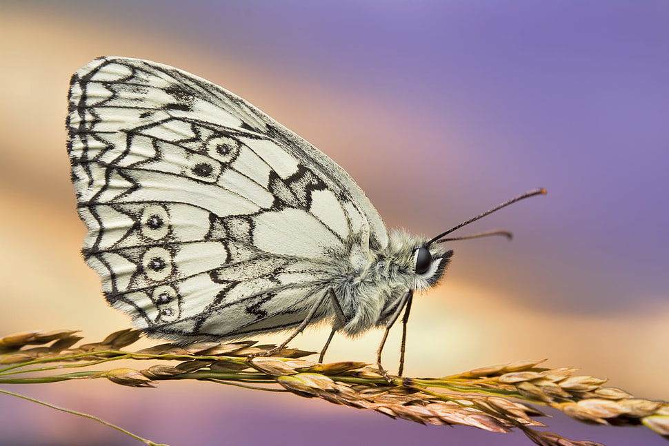 Paperkite Butterfly perched on brown wheat macro photography, marbled white HD wallpaper